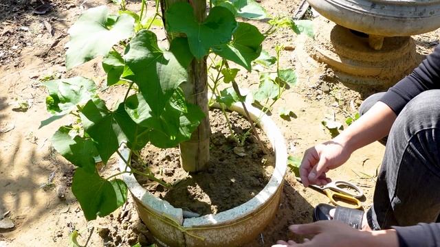 With Only 3 Chayote Fruit, Get A Whole Rig Of Chayote Laden With Fruit, Have You Tried It?