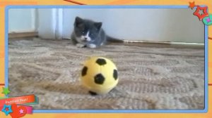 Котёнок играет с мячом.