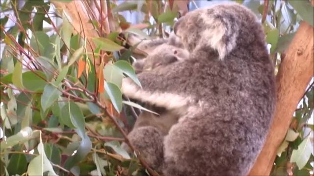 Cute Koalas Napping in a Eucalyptus Tree in Australia смотреть онлайн