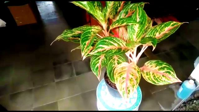 Tanaman Winner Aglonema Golden Sweet смотреть онлайн