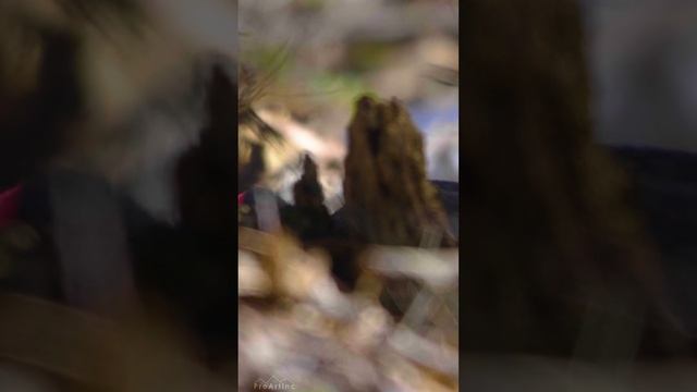 A Spring Walk in the Forest - Forest Wild Birds - BLACK WOODPECKER in Natural Habitat - #short 5 смотреть онлайн