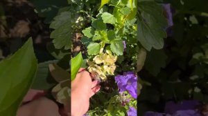 Как выглядят гортензии в первый, второй и последующий год.