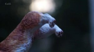 Самолепы собак за лето // 6 часть!