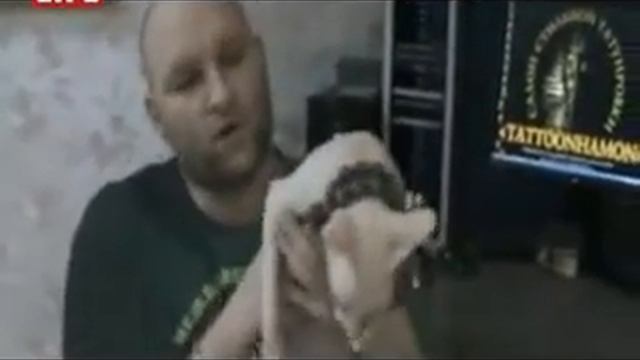 Татуированный кот смотреть онлайн