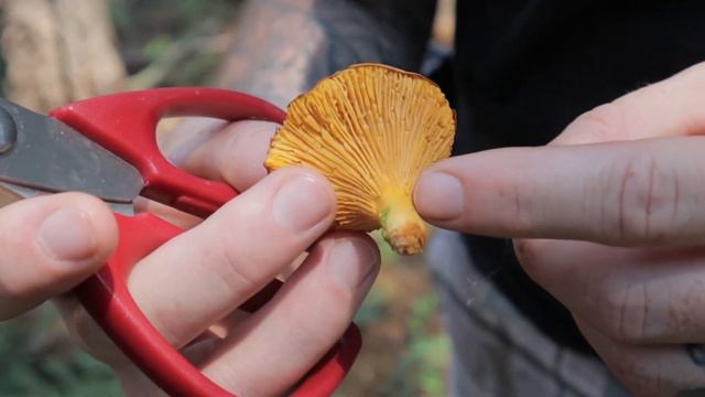 Mushroom Hunting And Identification ~ Chanterelles, Cinnabar Chanterelles & Chicken Of The Woods смотреть онлайн