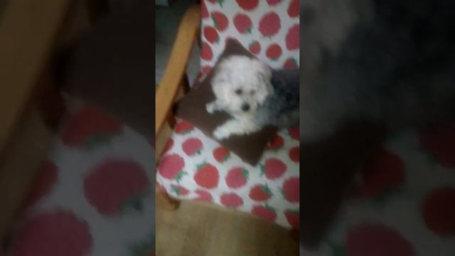 My dog is pregnant 😄😄😀 смотреть онлайн