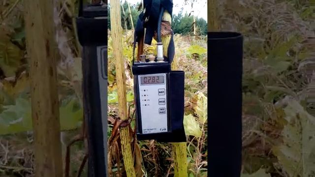 Ветер 4 м/с слабоват для полета диаспор борщевика Сосновского смотреть онлайн