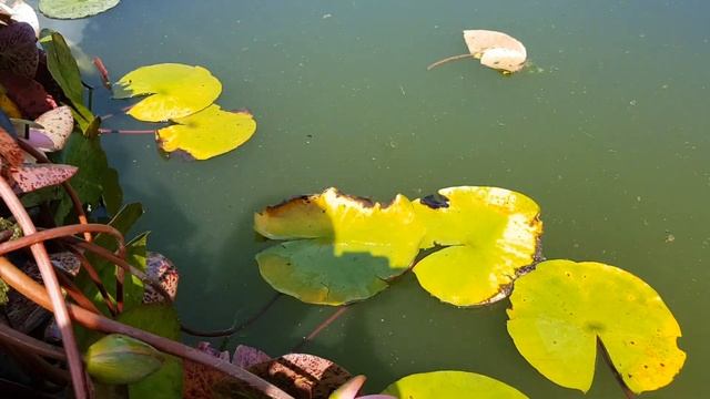 Продажа укорененных нимфей (маточные кусты), кувшинок в емкостях 20 литров. Питомник Waterlilia.ru смотреть онлайн