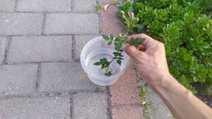 Размножение почвопокровной розы ???+ результат.