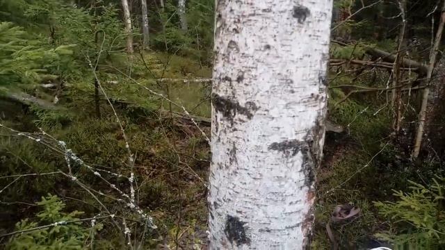 Растворяем камни,лечим почки.Березовый сок смотреть онлайн