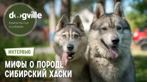 Мифы о породе Сибирский хаски – ответы руководителя питомника