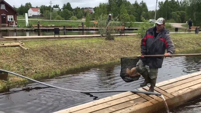 06.06.17 зарыбление 1-го малого ВИПа и стих А.С. Пушкина смотреть онлайн