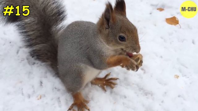ТАКОГО ВЫ О БЕЛКАХ ЕЩЕ НЕ ЗНАЛИ смотреть онлайн