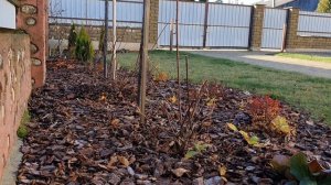 Осенняя обрезка метельчатой гортензии Полярный медведь ?? и укрытие крупнолистной гортензии на зиму