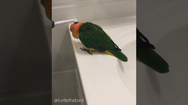 How to brush a Birb смотреть онлайн