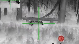 Ночная охота на медведя #тепловизор #guide TU650.