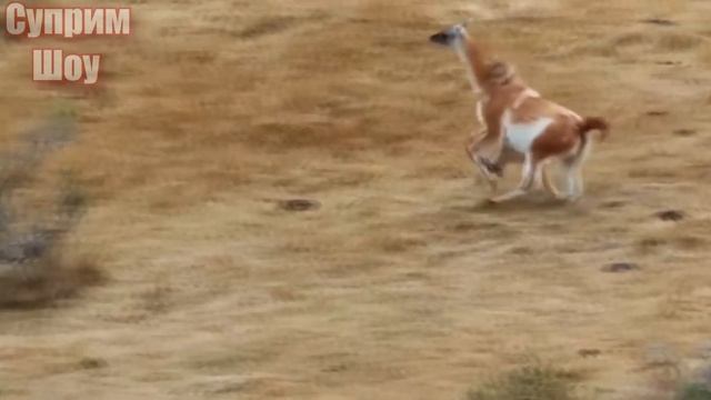 Сумасшедшая Атака Пумы На Гуанако! ПУМА В ДЕЛЕ смотреть онлайн