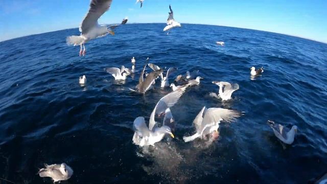 УДАЧНАЯ МОРСКАЯ РЫБАЛКА "На Сапоге" / SUCCESSFUL SEA FISHING "on the Boot" смотреть онлайн