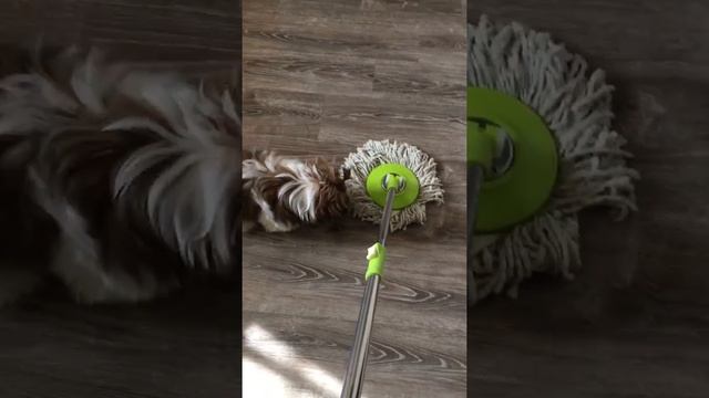 Ши-тцу помогает убираться 19 апреля 2018 г. смотреть онлайн