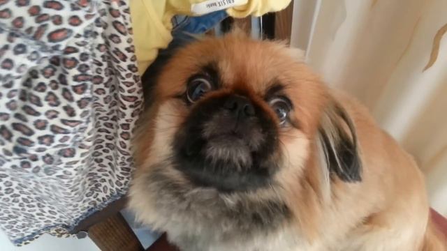 Пекинес в шоке/Pekingese in shock смотреть онлайн
