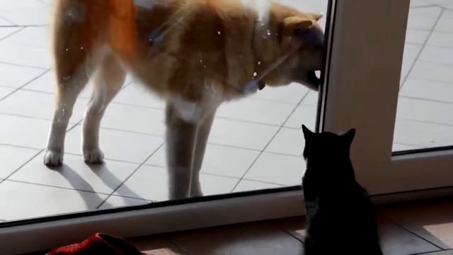 Кошка с собакой !!! Прикол !!! Смотреть !!! смотреть онлайн