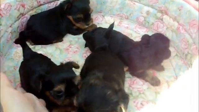 Щенки йоркширского терьера смотреть онлайн