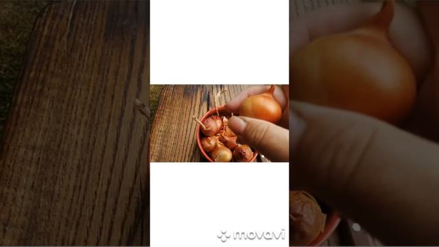 Лук СЕМЕЙКА прошлогоднего урожая смотреть онлайн