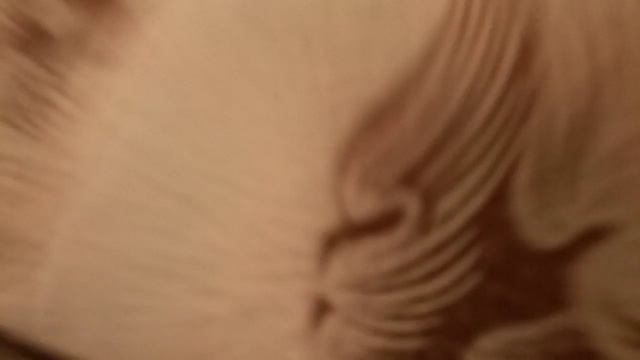 NEWSTAR  (Новая Звезда) награды за выполненную работу!