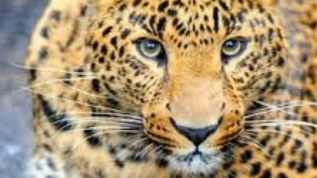 САМЫЕ ОПАСНЫЕ ЖИВОТНЫЕ РОДА КОШЕК смотреть онлайн