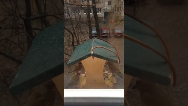 Зеленушка смотреть онлайн