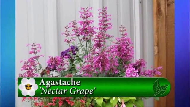 Plant Pick - Agastache Nectar Grape смотреть онлайн