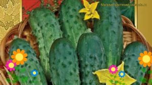 Огурец сортовой Серпантин. Краткий обзор, описание характеристик, где купить семена Serpantin