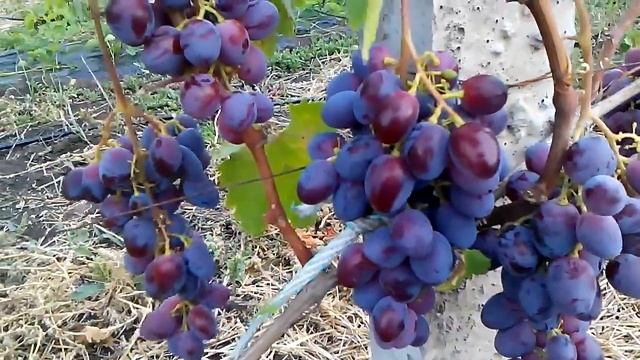 Виноград Низина и Фавор первые сигналки. смотреть онлайн