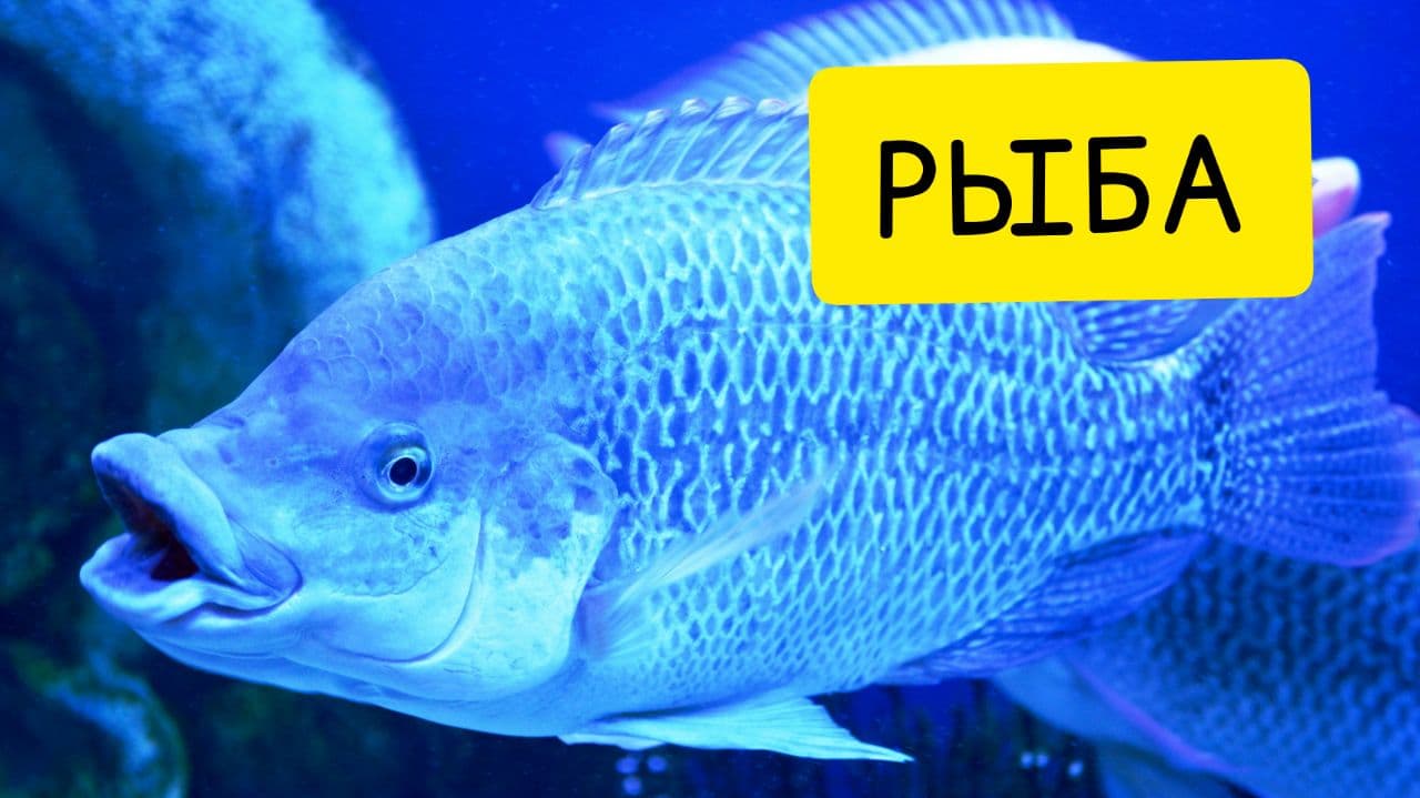 К чему снится РЫБА или видеть ВО СНЕ рыбу. Толкование сна смотреть онлайн