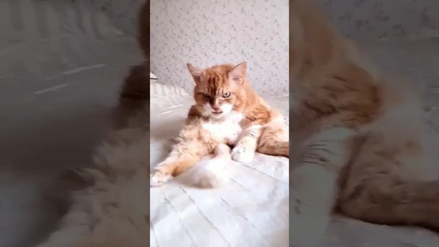 Нужно всем попу мыть #кот #котики смотреть онлайн