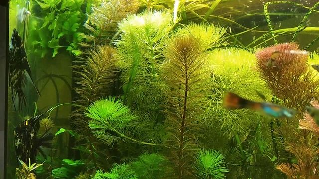 Второй за месяц #нерест #Скалярий в аквариуме без подмен 18 м. смотреть онлайн