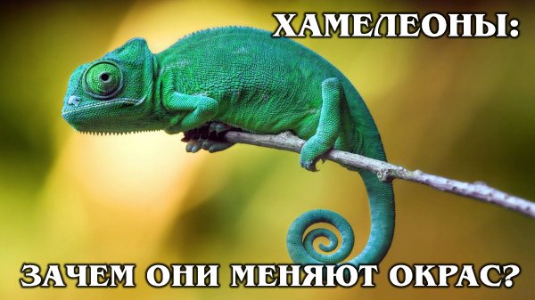 ХАМЕЛЕОНЫ: Самые разноцветные ящерицы в мире | Интересные факты про хамелеонов, рептилий и животных
