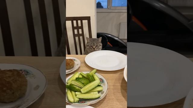 Вечеря для двох ? #cat #catvideos #jokes #dinner