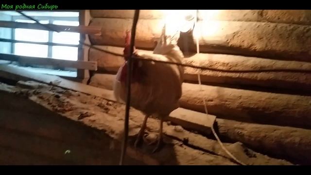 Какой лопатой лучше убирать снег? Чьи перья на полу у гусей? Что я готовлю,что я шью? И про голубей смотреть онлайн