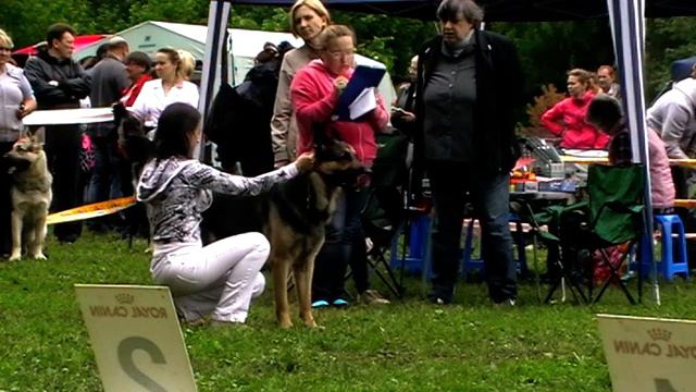 Кобели класса ЧНКП - Гарэкс смотреть онлайн