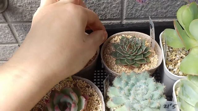 ベランダで多肉生活2年目の夏　ベランダ紹介とタニパト смотреть онлайн