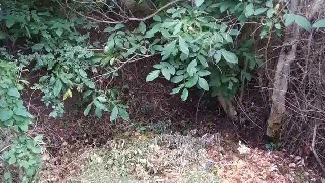 Компостная яма-природа всё придумала за нас. смотреть онлайн