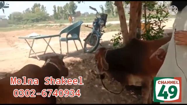 Maddrssa Fatima ul Zahra rz me Qurbani смотреть онлайн