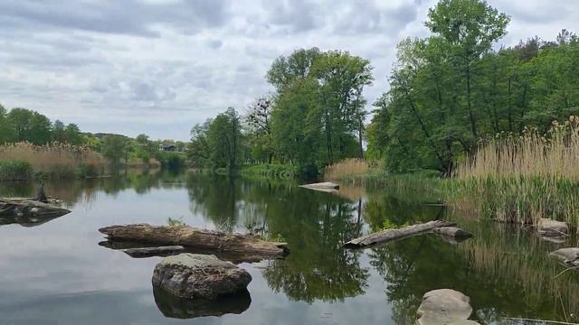 Иногда нужно слушать природу🌳🌲🕊️🦆🦔. смотреть онлайн
