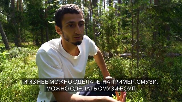 Собирайте чернику правильно. Польза и особенности сбора лесной черники. смотреть онлайн