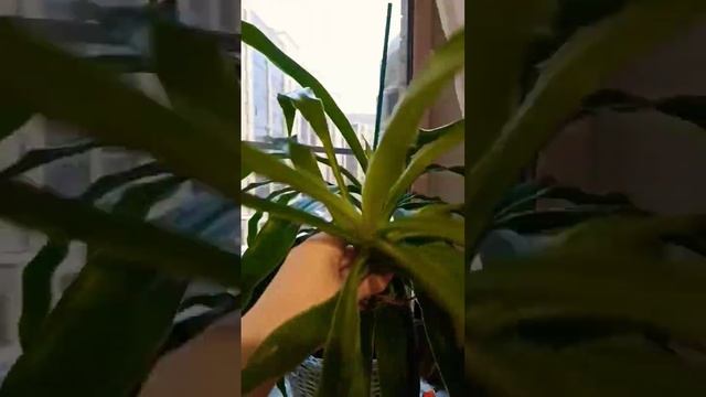 Драцена Крупнолистная, материнское растение и детка. Комнатный цветок. Январь 2023 год.