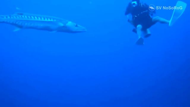 Большая барракуда (Sphyraena barracuda) смотреть онлайн