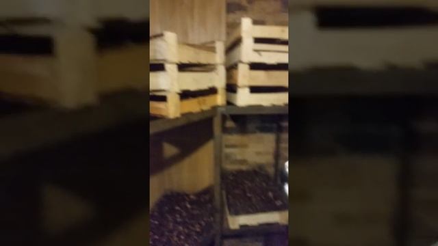 Чистка и сушка корня Родиола розовая, Золотой корень, Алтын Тамыр, Rhodiola Rosea L смотреть онлайн