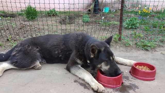 Московская овчар-команда. Присоединяйтесь! смотреть онлайн