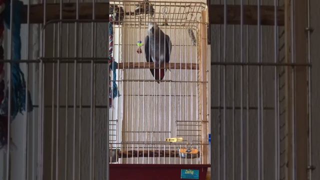 Жако отличаются высоким интеллектом и желанием общаться Ч.3 смотреть онлайн